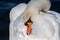 White swan preen their feathers