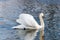 White swan with raised wings floating on the water surface of the river