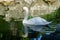 White swan is reflected in black mirror of pound against background of large beige stones in park Aivazovsky