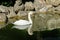 White swan is reflected in black mirror of pound against background of large beige stones in park Aivazovsky Partenit, Crimea
