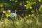 White Swan reflected in the lake\\\'s surface, illuminated by warm afternoon light. Waterfowl in their natural habitat