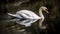 White Swan Reflections