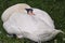 White swan resting on field in summer