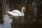 White swan on river floating on the watter