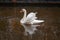 White swan on river floating on the watter