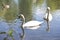 White swan on a river with green leafs and sunlight, swimming in nature, couple