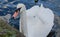 White Swan on the River Thames