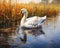 The White Swan\\\'s Journey