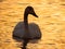 White swan sailing on a lake