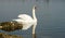 White swan in scenic wetland landsape of nature reserve of river mouth Isonzo