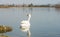 White swan in scenic wetland landsape of nature reserve of river mouth Isonzo