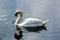 White swan on Schwansee lake