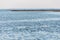 White swan in sea near pier. Jetty with modern lighthouse buoys. Beautiful seascape, copy space. Breakwater for protect ships at