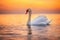 White swan in the sea,sunrise shot