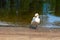 White swan on the shore of a pond