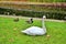 white swan sits on the grass near the pond