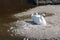 A white swan sits on the ground near the lake near the stones