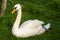 White swan sitting on the grass