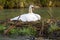 a white swan sitting on top of a nest on the river