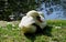 White swan sleeping under sunlight near the pond