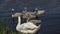 White Swan with small swans near the shore