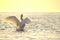 white swan spread its wings. Shot at sunset on the sea wave