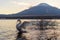 White swan spreading their wings with reflection of Fuji Mountain at lake Yamanaka at sunset. Yamanashi, Japan