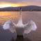 White Swan spreading wing at Lake Yamanaka with Mt. Fuji backgr