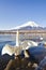 White Swan Spreading Wings with Fuji Mountain Background in Winter, Yamanakako Lake, Japan