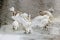 White swan with spreading wings on the icy shore. Flock of white swans on the snowy riverside in winter day