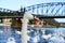 White swan standing proud on west side of Vltava River