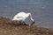 White swan standing on river bank and drinking water surrounded with gravel and fallen feathers