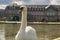 White swan in Stuttgart, New Castle Neues Schloss on the background