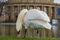 White swan in Stuttgart, Staatsoper Stuttgart on the background