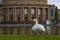 White swan in Stuttgart, Staatsoper Stuttgart on the background