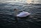 White swan at sunset, Garda lake,