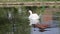 White swan swim in Clean water In lake, bird float And drinks water in lake, beautiful nature, avian swim