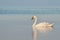 White swan swim in the pond in early spring. In the water reflec