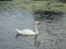 White swan swimming on a Danube river. Elegant floating. Late in the afternoon.