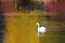 White Swan Swimming in a Golden Pond