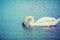 White swan swimming in the lake