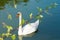 White swan swimming at lake Beletsi in Greece with a tree branch as foreground.
