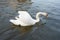 White swan swimming in the lake. Elegant bird