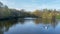 A white swan swimming in a lake at Frogner park, Oslo