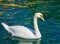 White swan swimming on Lake Geneva