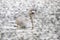 White swan swimming in the lake in PangUng, Maehongsorn, Thailand. Mist above the water