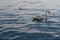 White swan swimming on lake with vibrant blu water