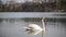 White swan swimming on peaceful water of a lake