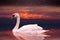 White swan swimming in a pond at sunset.
