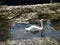 White swan swimming in River Avon, Malmesbury, England